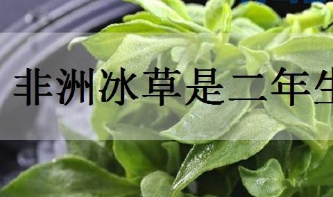 非洲冰草是二年生植物吗？