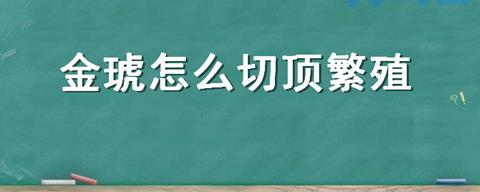 金琥怎么切顶繁殖？