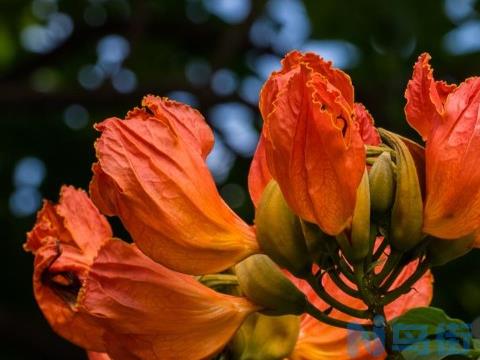 火焰花的花语是什么？