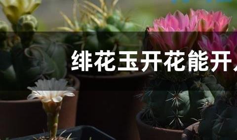 绯花玉开花能开几天？