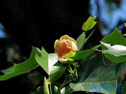 鹅掌楸和白蜡木哪个好？