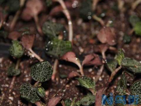 金线莲种苗多少钱一株 种苗价格及种植方法？