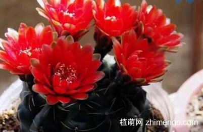 绯花玉怎么换盆？做好换盆工作