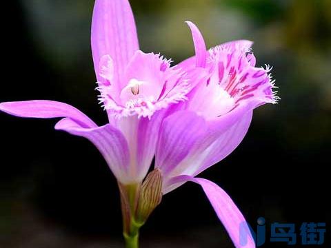 独蒜兰种植方法 独蒜兰怎么种？