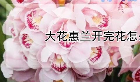 大花惠兰开完花怎么养？