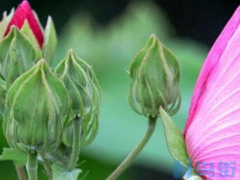 芙蓉花怎么种植？芙蓉花的种植方法