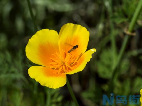 花菱草怎么种 花菱草种植方法？