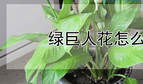 绿巨人花怎么养？