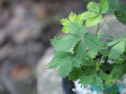 含羞草怎么换盆？含羞草的换盆方法