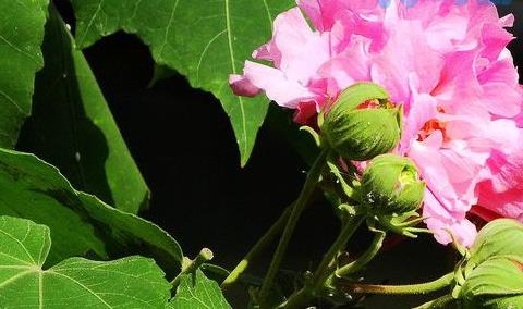 芙蓉花不开花怎么回事？