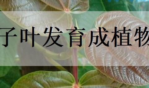 子叶发育成植物的什么？