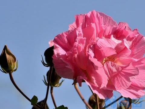 芙蓉花怎么养？芙蓉花变色的原因是什么？