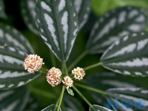 冷水花和冰水花是一样吗？