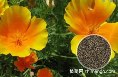 花菱草种子怎么种，花菱草播种方法说明？