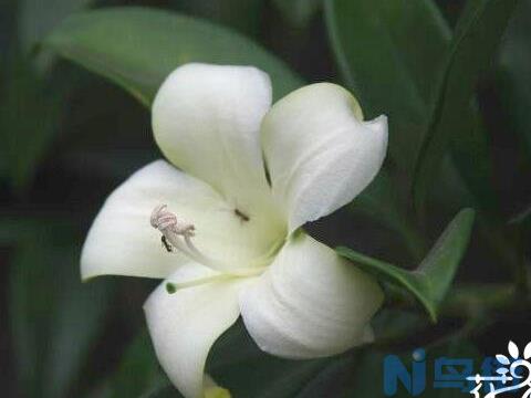 非洲茉莉什么时候开花，非洲茉莉开花时间5-8月(春夏是盛花期)？