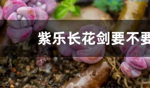 紫乐长花剑要不要剪掉？