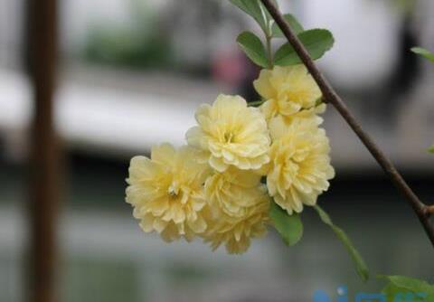 木香花怎么施肥，木香花怎么浇水/薄肥勤施/忌积水？