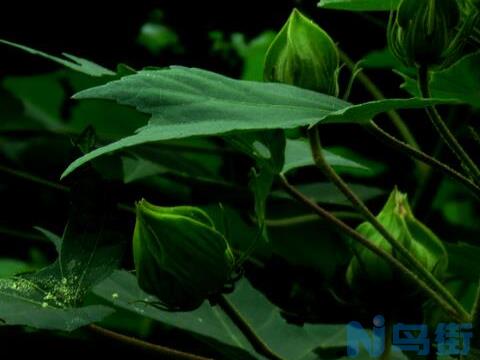 芙蓉花叶子发黄怎么办？芙蓉花叶子发黄的解决方法