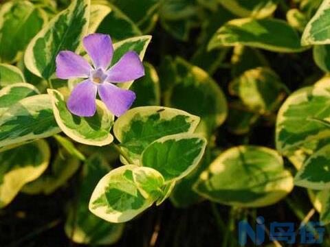 花叶蔓长春花怎么养，干燥浇水雨季注意排水？