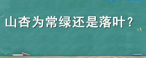 山杏为常绿还是落叶树？