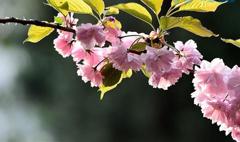 日本樱花什么季节开放？