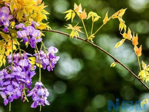 紫藤花叶子发黄怎么办？