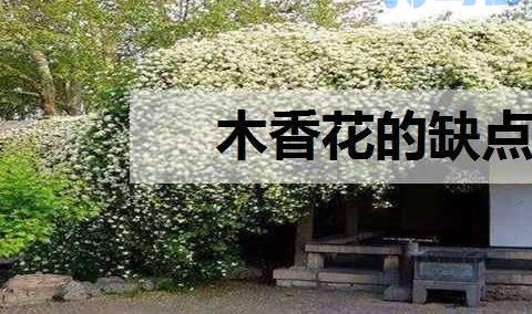 木香花的缺点 养殖方法有哪些？