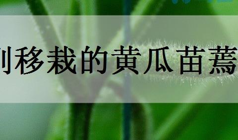 刚移栽的黄瓜苗蔫了怎么办？