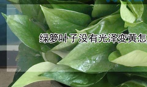 绿箩叶子没有光泽变黄怎么回事？