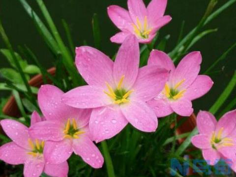 风雨兰不开花怎么办？风雨兰不开花的原因