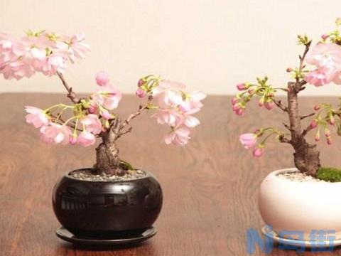 盆栽日本樱花（东京樱花）怎么养？