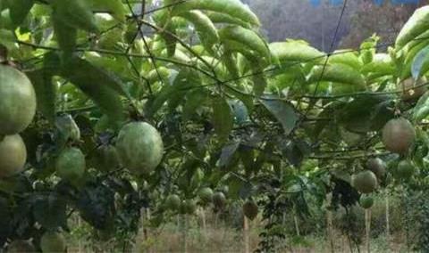 百香果种植多久才结果？百香果种植5个月结果