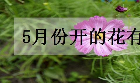 5月份开的花有哪些 什么花五月份开？