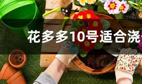 花多多10号适合浇什么花？