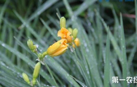 黄花菜种子怎么种？黄花菜的播种育苗技术