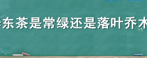 华东茶是常绿还是落叶乔木？