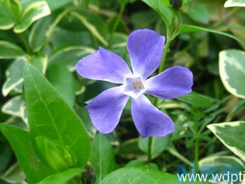 长春花花语是什么,花叶蔓长春花期多久？