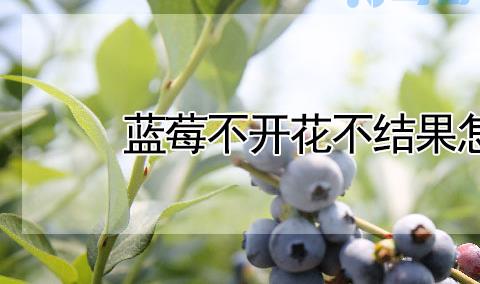 蓝莓不开花不结果怎么办？