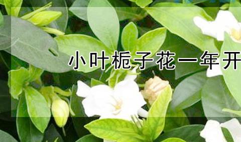 小叶栀子花一年开几次？