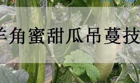 羊角蜜甜瓜吊蔓技术是什么？