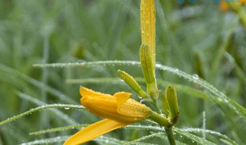 如何给黄花菜浇水？