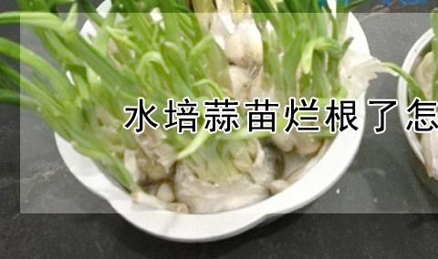 水培蒜苗烂根了怎么办？