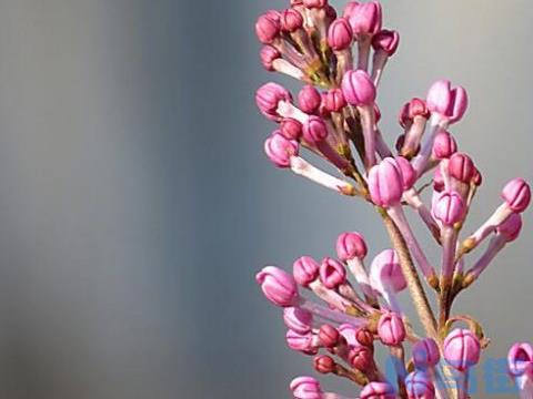 盆栽丁香花怎么修剪？盆栽丁香花的修剪方法