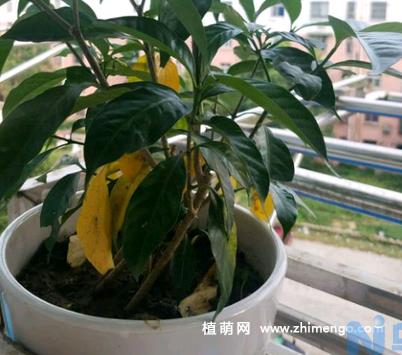 丁香花叶子发黄怎么办？