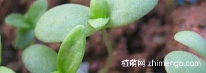 茼蒿种子种植方法，种植后几天发芽？