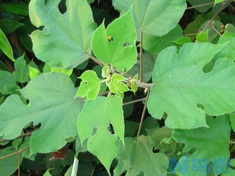 构树种植技术 经济价值有哪些？