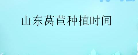 山东莴苣种植时间是什么时候？