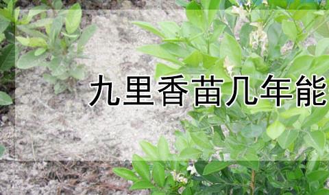 九里香苗播种几年能开花？