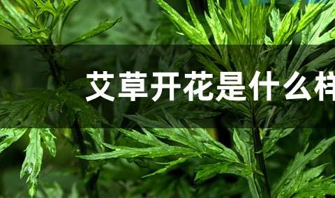 艾草开花是什么样子的？