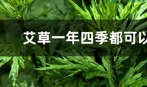 艾草一年四季都可以采摘吗？